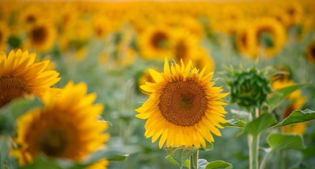 Field sunflowers in the warm light of the setting sun. Summer time. Concept agriculture oil production growing