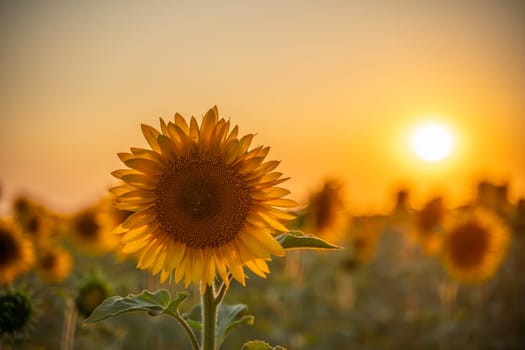 Field sunflowers in the warm light of the setting sun. Summer time. Concept agriculture oil production growing