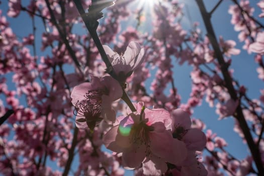 peach tree with pink flowers and a blue sky. The sun is shining on the tree