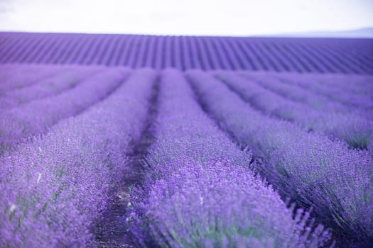 Blooming lavender in a field at in Provence. Fantastic summer mood, floral sunset landscape of meadow lavender flowers. Peaceful bright and relaxing nature scenery