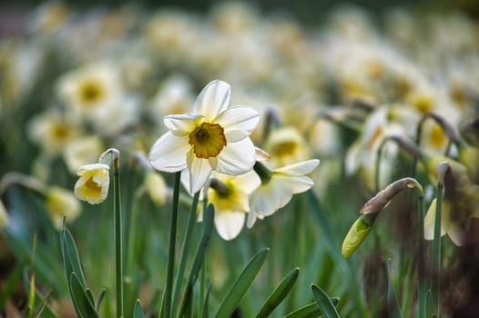 White daffodils also known as narcissus in full bloom, essence of spring with the vibrant appearance and the lively distribution of the white daffodils