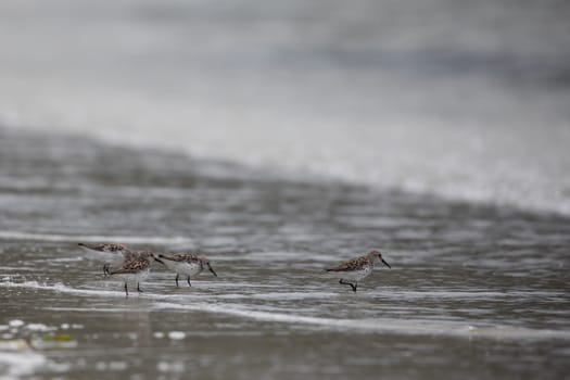 Western sandpipers, Calidris mauri, wading along a deserted shoreline searching for food, near McMicking Inlet, Central British Columbia, Canada