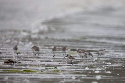 Western sandpipers, Calidris mauri, wading along a deserted shoreline searching for food, near McMicking Inlet, Central British Columbia, Canada