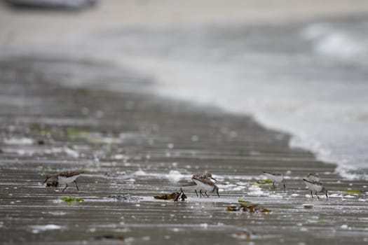 Western sandpipers, Calidris mauri, wading along a deserted shoreline searching for food, near McMicking Inlet, Central British Columbia, Canada