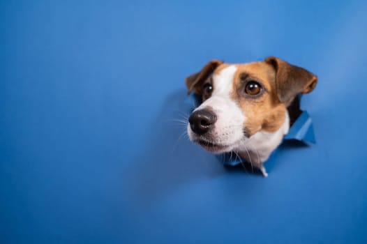 Funny dog jack russell terrier leans out of a hole in a paper blue background