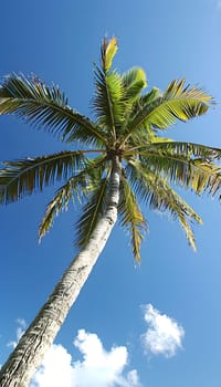 Admiring a palm tree under the electric blue sky, with fluffy clouds floating by. The tall terrestrial plant belongs to the family of Arecales and is known for producing delicious fruits