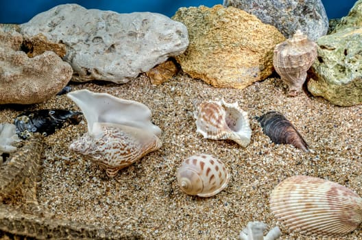 Several different seashells on a sand underwater