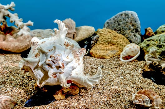 White Chicoreus Ramosus Murex seashell on a sand underwater