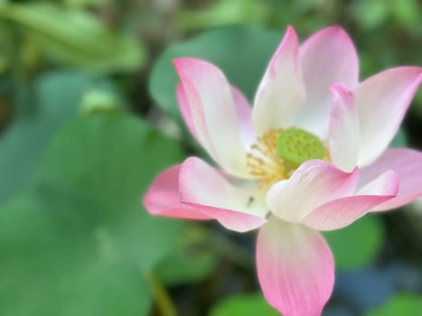 Lotus flower (Lotus or Nelumbo) purple, violet, white and pink color, Naturally beautiful flowers in the garden