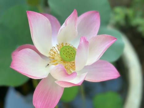 Lotus flower (Lotus or Nelumbo) purple, violet, white and pink color, Naturally beautiful flowers in the garden