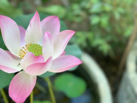 Lotus flower (Lotus or Nelumbo) purple, violet, white and pink color, Naturally beautiful flowers in the garden