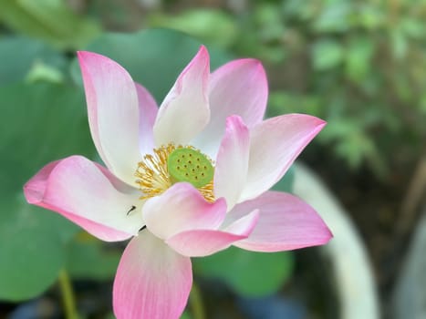 Lotus flower (Lotus or Nelumbo) purple, violet, white and pink color, Naturally beautiful flowers in the garden