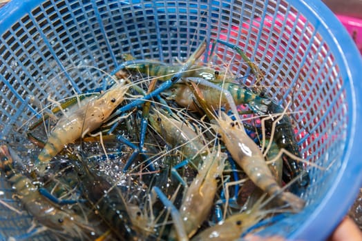 Fresh raw shrimp (Giant freshwater prawn) premium grade can cook to grilled shrimp by grilling with charcoal display for sale at Thai street food market or restaurant in Bangkok Thailand