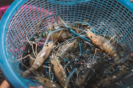 Fresh raw shrimp (Giant freshwater prawn) premium grade can cook to grilled shrimp by grilling with charcoal display for sale at Thai street food market or restaurant in Bangkok Thailand