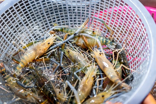 Fresh raw shrimp (Giant freshwater prawn) premium grade can cook to grilled shrimp by grilling with charcoal display for sale at Thai street food market or restaurant in Bangkok Thailand