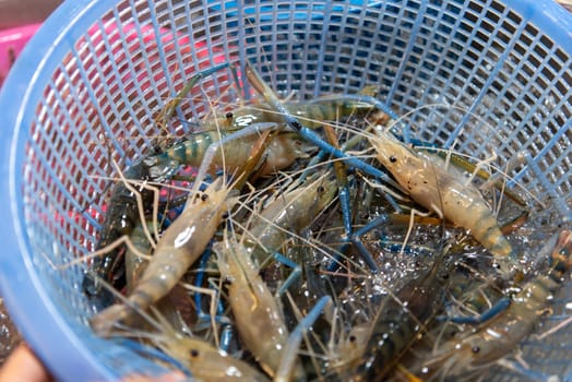 Fresh raw shrimp (Giant freshwater prawn) premium grade can cook to grilled shrimp by grilling with charcoal display for sale at Thai street food market or restaurant in Bangkok Thailand