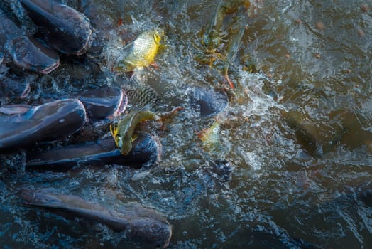 Crowd of many freshwater fish hungry such as catfish, snakehead fish, snake fish and other scramble for eat a food in river when feed