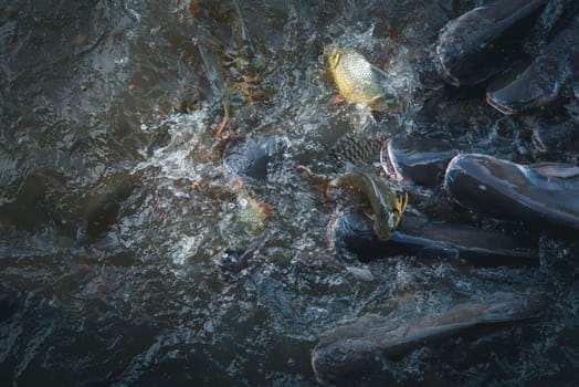 Crowd of many freshwater fish hungry such as catfish, snakehead fish, snake fish and other scramble for eat a food in river when feed