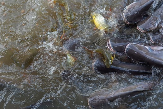 Crowd of many freshwater fish hungry such as catfish, snakehead fish, snake fish and other scramble for eat a food in river when feed