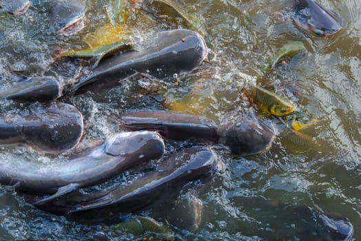 Crowd of many freshwater fish hungry such as catfish, snakehead fish, snake fish and other scramble for eat a food in river when feed