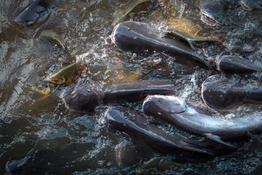 Crowd of many freshwater fish hungry such as catfish, snakehead fish, snake fish and other scramble for eat a food in river when feed