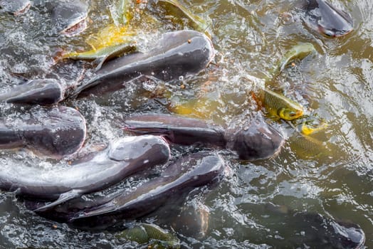 Crowd of many freshwater fish hungry such as catfish, snakehead fish, snake fish and other scramble for eat a food in river when feed