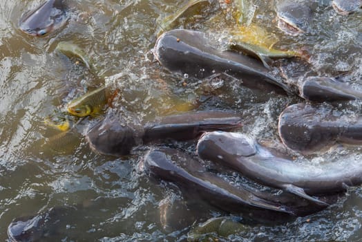 Crowd of many freshwater fish hungry such as catfish, snakehead fish, snake fish and other scramble for eat a food in river when feed