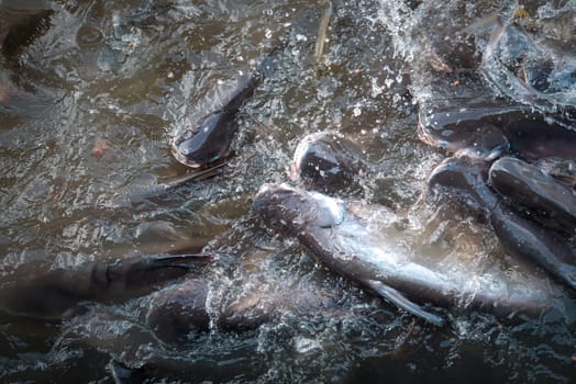 Crowd of many freshwater fish hungry such as catfish, snakehead fish, snake fish and other scramble for eat a food in river when feed