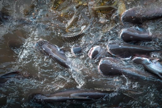 Crowd of many freshwater fish hungry such as catfish, snakehead fish, snake fish and other scramble for eat a food in river when feed