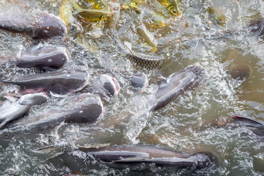 Crowd of many freshwater fish hungry such as catfish, snakehead fish, snake fish and other scramble for eat a food in river when feed