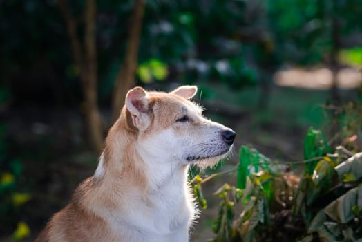 Thai brown stray dog is a animal type mammal and pet so cute playing at beautiful nature garden or farm and looking at something with joy and happy