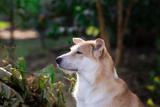 Thai brown stray dog is a animal type mammal and pet so cute playing at beautiful nature garden or farm and looking at something with joy and happy