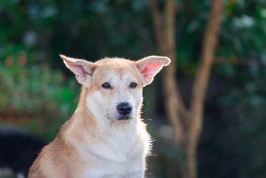 Thai brown stray dog is a animal type mammal and pet so cute playing at beautiful nature garden or farm and looking at something with joy and happy