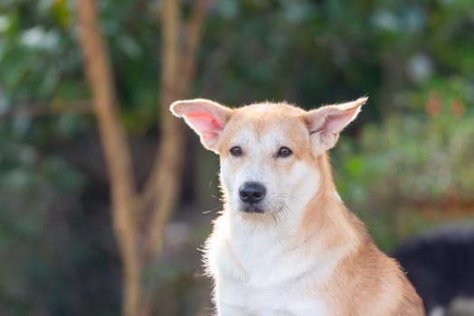 Thai brown stray dog is a animal type mammal and pet so cute playing at beautiful nature garden or farm and looking at something with joy and happy