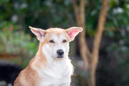 Thai brown stray dog is a animal type mammal and pet so cute playing at beautiful nature garden or farm and looking at something with joy and happy