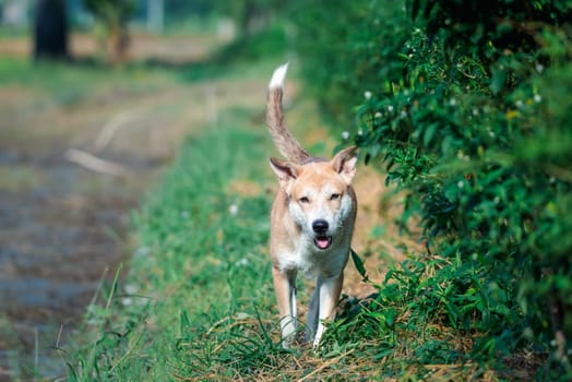 Thai brown stray dog is a animal type mammal and pet so cute playing at beautiful nature garden or farm and looking at something with joy and happy