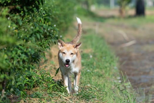 Thai brown stray dog is a animal type mammal and pet so cute playing at beautiful nature garden or farm and looking at something with joy and happy