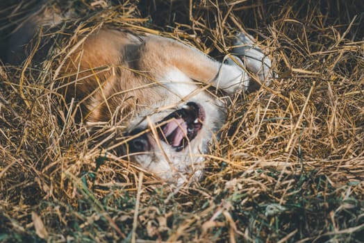 Thai brown stray dog is a animal type mammal and pet so cute playing at beautiful nature garden or farm and looking at something with joy and happy