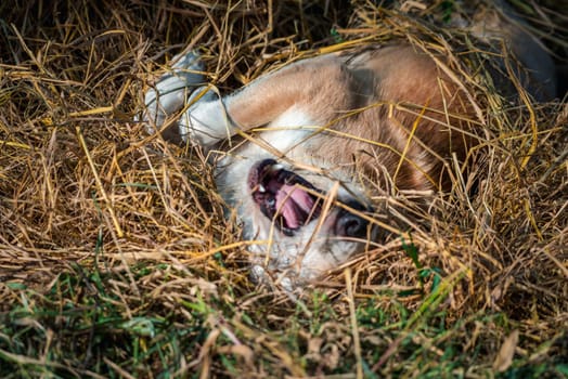 Thai brown stray dog is a animal type mammal and pet so cute playing at beautiful nature garden or farm and looking at something with joy and happy