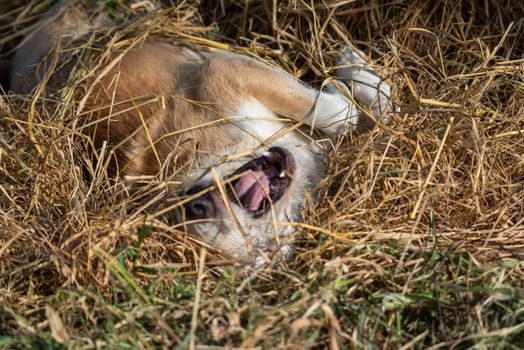 Thai brown stray dog is a animal type mammal and pet so cute playing at beautiful nature garden or farm and looking at something with joy and happy