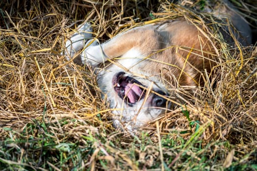 Thai brown stray dog is a animal type mammal and pet so cute playing at beautiful nature garden or farm and looking at something with joy and happy