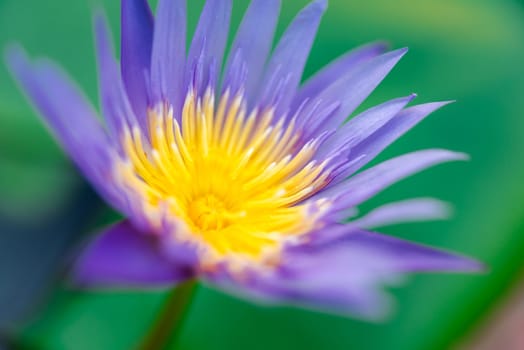 Lotus flower (Lotus, Water-lily, Tropical water-lily or Nymphaea nouchali) white and purple color, Naturally beautiful flowers in the garden