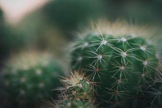 Cactus (Gymno ,Gymnocalycium) and Cactus flowers in cactus garden many size and colors popular use for decorative in house or flower shop