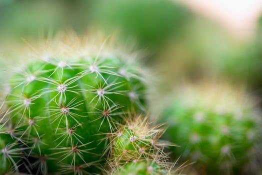 Cactus (Gymno ,Gymnocalycium) and Cactus flowers in cactus garden many size and colors popular use for decorative in house or flower shop