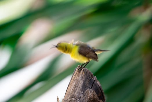 Bird (Olive-backed sunbird, Yellow-bellied sunbird) female yellow color perched on a tree in a nature wild