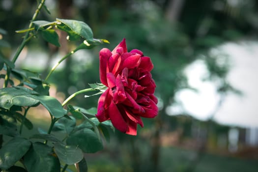 Rose flower red color nature beautiful flowers from the garden for valentines in garden with copy space in Valentine's Day, Wedding or Romantic Love Valentine concept