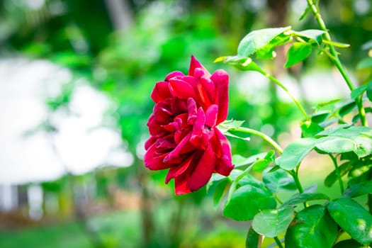 Rose flower red color nature beautiful flowers from the garden for valentines in garden with copy space in Valentine's Day, Wedding or Romantic Love Valentine concept