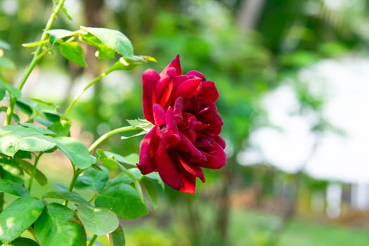 Rose flower red color nature beautiful flowers from the garden for valentines in garden with copy space in Valentine's Day, Wedding or Romantic Love Valentine concept