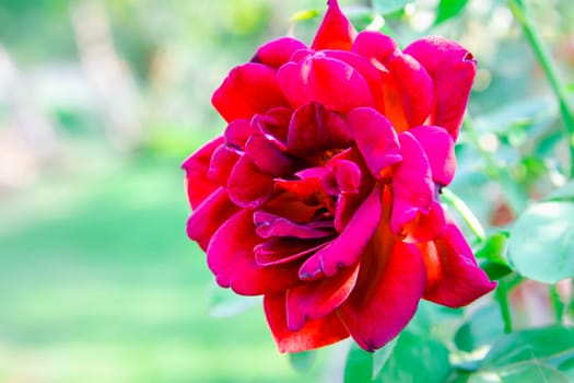 Rose flower red color nature beautiful flowers from the garden for valentines in garden with copy space in Valentine's Day, Wedding or Romantic Love Valentine concept