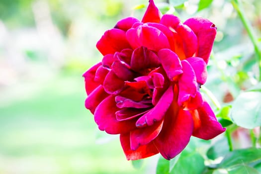 Rose flower red color nature beautiful flowers from the garden for valentines in garden with copy space in Valentine's Day, Wedding or Romantic Love Valentine concept